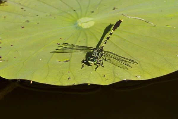 Bayon Clubtail dragonfly (Arigomphus maxwelli) resting on water lily pad in Caddo Lake