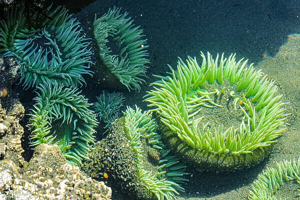 Beach 4, Kalaloch Lodge Olympic National Park, Washington State, USA. Sea anemones