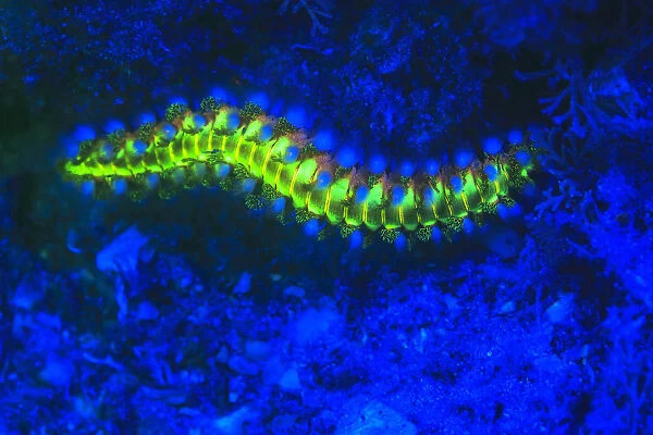 Bearded Fireworm (Hermodice carunculata), Underwater Fluorescence, Blue Heron Bridge