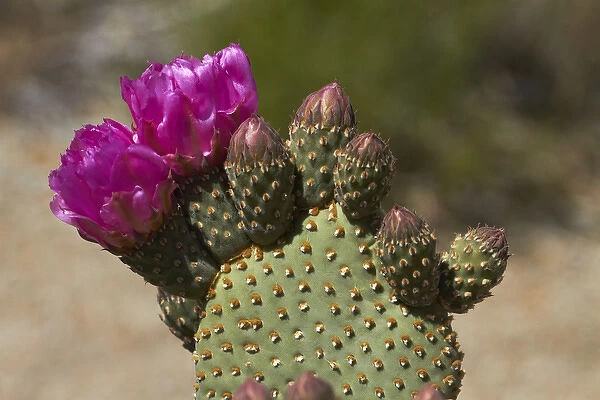 Beavertail Cactus in flower (Opuntia basilaris var. whitneyana), found only in Alabama Hills