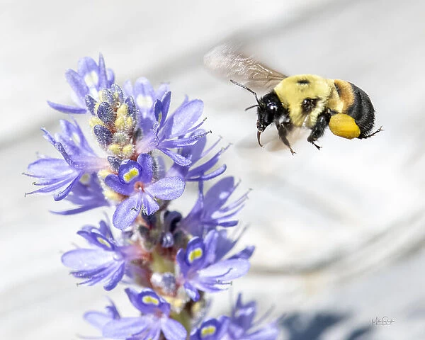Bee hovering over a pickerelweed looking for pollen