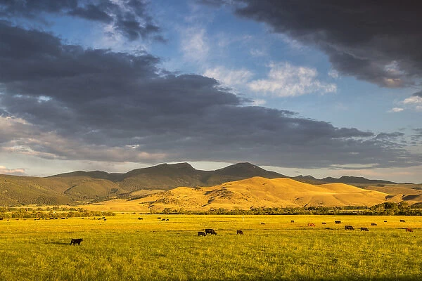 Beef cattle graze in pasture at sunrise with the Tobacco Root Mountains near Ennis