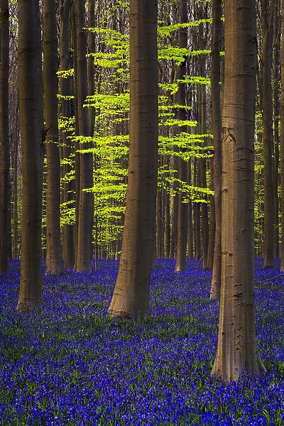 Belgium. Hallerbos Forest with trees and bluebells
