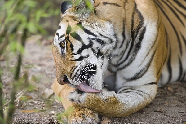 Bengal tigress licking paw, early morning, dry season