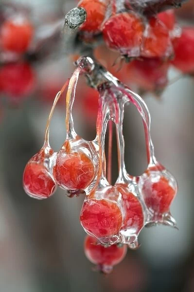 Berries in ice, Louisville, Kentucky