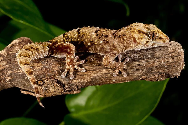 Bibrons Gecko, Pachydactylus bibroni, Native to Africa