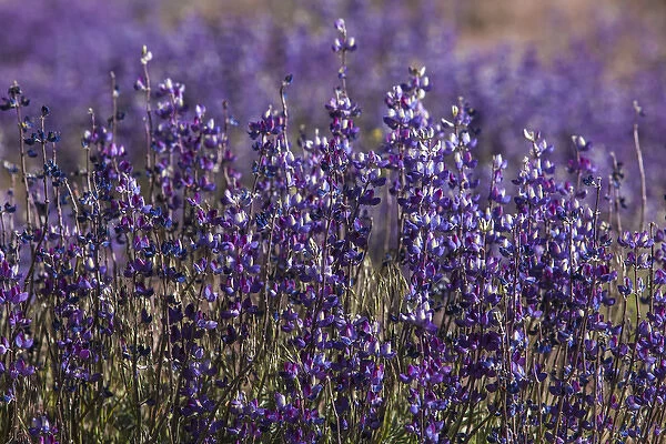 Big Pine Creek hillside, Eastern Sierra, California. Fields of flowering, purple lupine