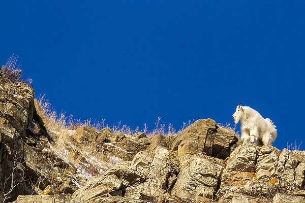 Billy mountain goat (Oreamnos americanus) in winter coat in Glacier National Park