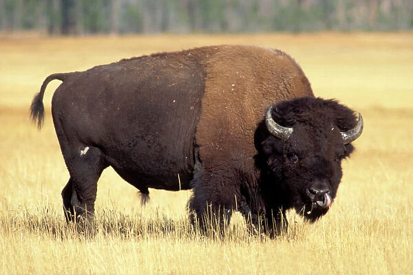 bison, Bison bison