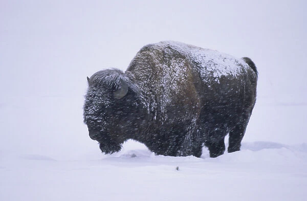 Bison (Bison bison) in snowstorm, Yellowstone NP, WY