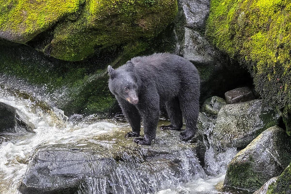Black Bear, Anan Creek, Wrangell, Alaska, USA