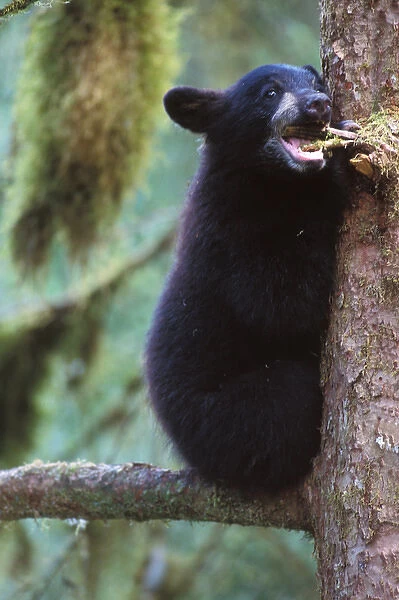 black bear, Ursus americanus, spring cub in a tree along Anan Creek, Tongass National Forest