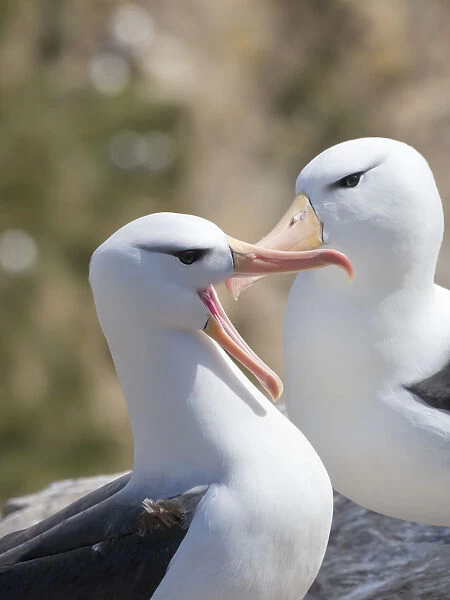 Black-browed albatross or black-browed mollymawk (Thalassarche melanophris), typical courtship