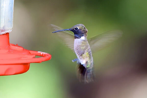 A black-chinned hummingbird male (Archilochus alexandri), one of the smallest of