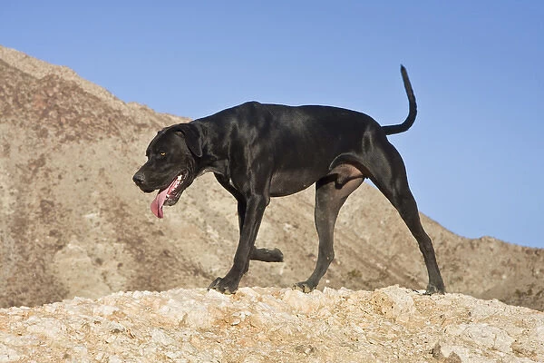 A black German Shorthaired Pointer walking on top of a hill in the Colorado Desert