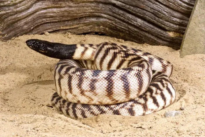 Framed Print : Black-headed Python Print, Aspidites melanocephalus native to Australia