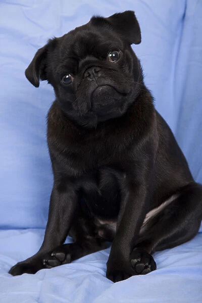 Black Pug sitting on a sofa with his head tilted in a questioning look. (PR)