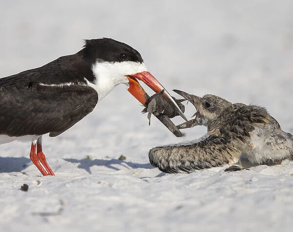 Black Skimmer chick going for fish, Rynchops niger, Gulf of Mexico, Florida