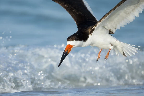 Black Skimmer coming in for a landing, Rynchops niger, Gulf of Mexico, Florida