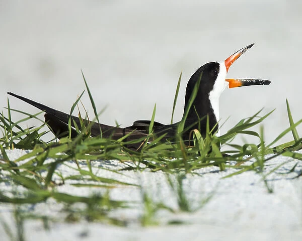 Black Skimmer on nest being alert to mates arrival, Rynchops niger, Gulf of Mexico
