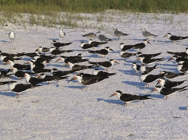 Black Skimmer, Rynchops niger, adults at beach, Fort Meyers, Florida, USA, Dezember