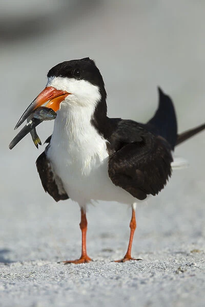 Black Skimmer the winner with the food, Rynchops niger, Gulf of Mexico, Florida