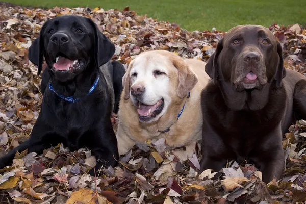 Chocolate sales black lab