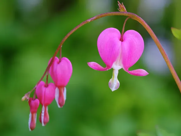 [Hình: bleeding-heart-lamprocapnos-spectabilis-...5.jpg.webp]