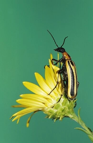 Blister Beetle, Meloidae, adult on Golden Aster, Willacy County, Rio Grande Valley