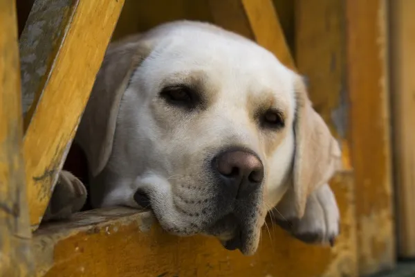 Blond Labrador retriever, Patagonia, Chile