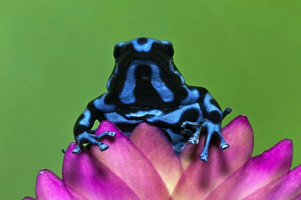 Blue and Black Dart Frog, Panama Blue, Dendrobates auratus