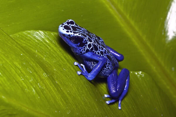 Blue dart frog, Dendrobates azureus