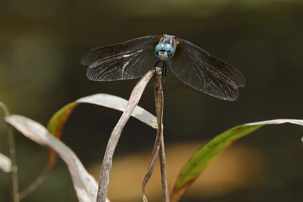 Blue dasher dragonfly, Creasey Mahan Nature Preserve, Kentucky