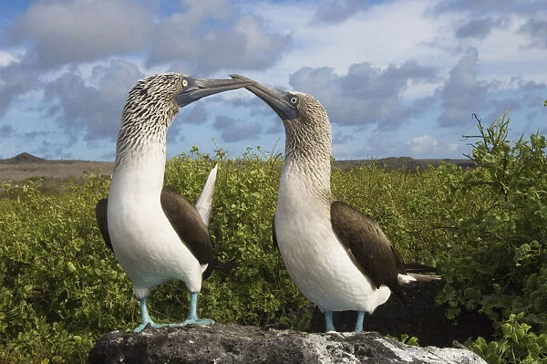 Blue-footed booby courtship (Sula nebouxii excisa) Punta Cevallos, Espaaa'ola