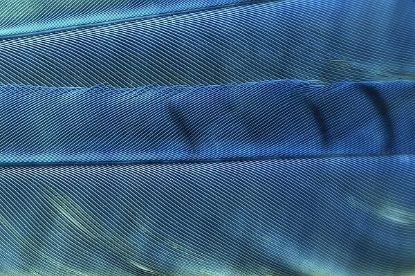Detail of blue Jay feathers