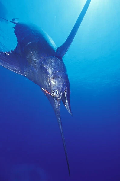 Blue Marlin (Makaira nigricans) 549 pounds hooked near Kona, Big Island, Hawaii