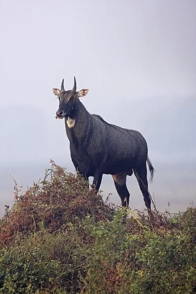 Bluebull Stag, Keoladeo National Park, India