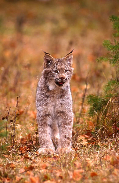 A bobcat out hunting in an autumn colored forest
