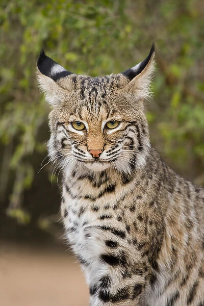Bobcat (Lynx rufus) sitting
