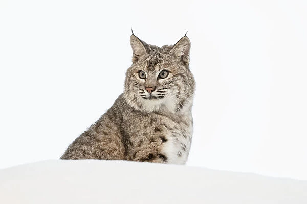 Bobcat in snow (Captive) Montana Lynx rufus