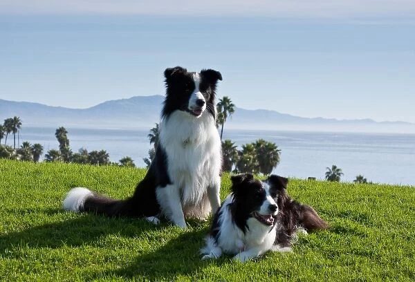 Two Border Collies on a hill of green grass overlooking the Pacific Ocean