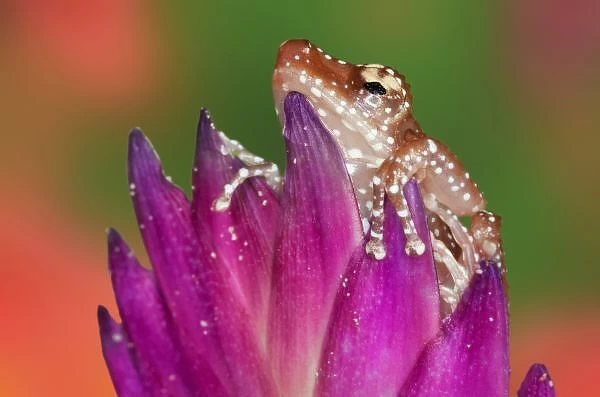 Borneo. Close-up of Cinnamon Ttree Frog