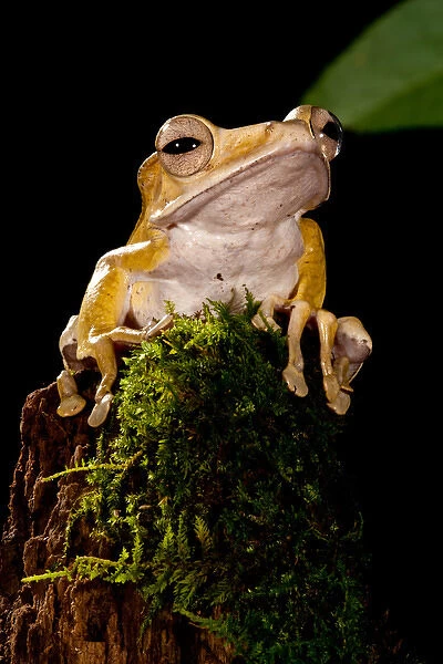 Borneo Eared Frog Polypedates otilophus Native to Borneo, Habitat: Dense Tropical
