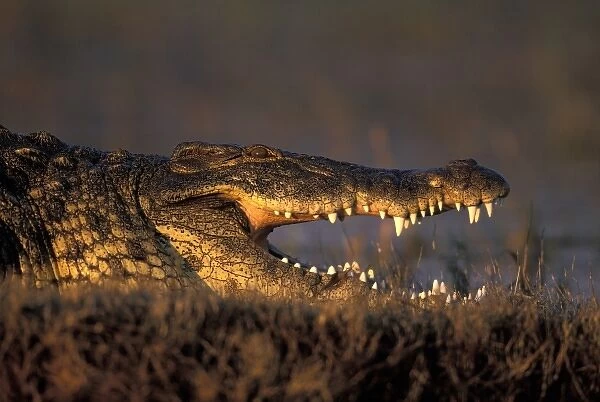 Botswana, Chobe National Park, Nile Crocodile (Crocodylus niloticus) lies along the