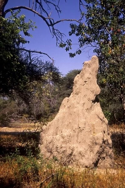 Botswana: Maun, Montsenella Lodge Tree Camp, Termite Mound