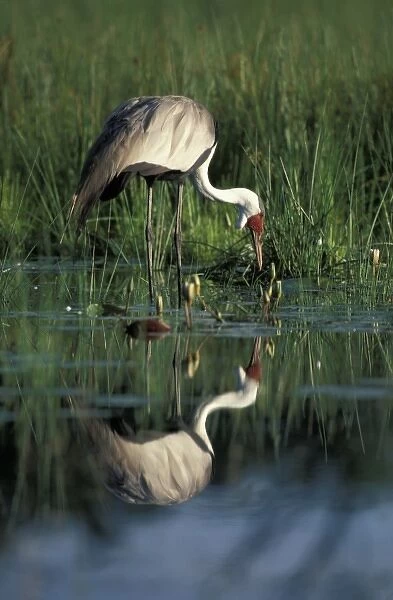 Botswana, Moremi Game Reserve, Wattled Crane (Bugeranus carunculatis) in pool along