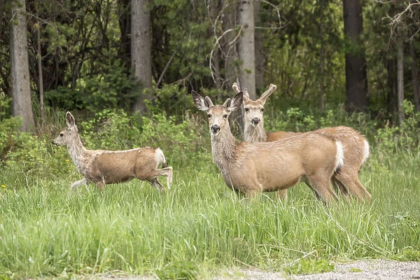 Bozeman, Montana, USA. Two male and one female mule deer beside a rural road
