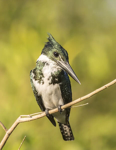 Brazil, Pantanal. Amazon kingfisher bird on limb. Credit as