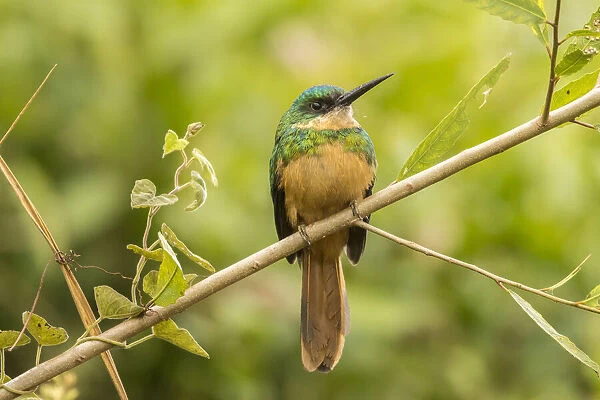 Brazil, Pantanal. Rufous-tailed jacamar bird close-up. Credit as