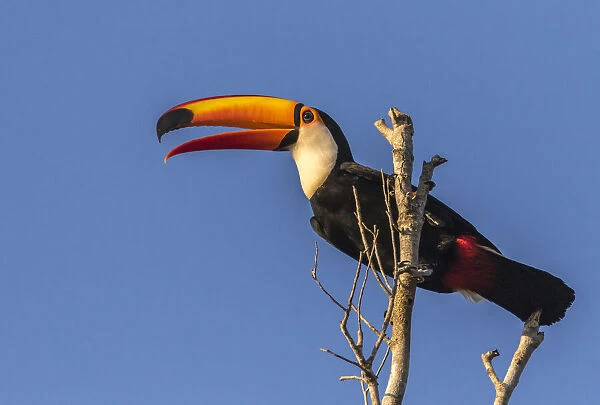 Brazil, Pantanal. Toco toucan bird close-up. Credit as: Cathy & Gordon Illg  /  Jaynes